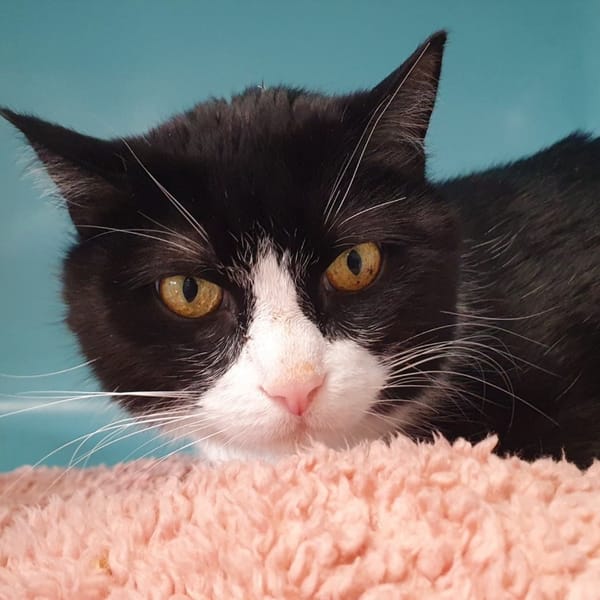 NINAO CHA — Européen