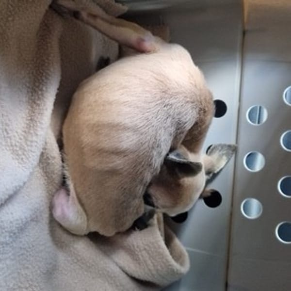 GROOTY — Chihuahua