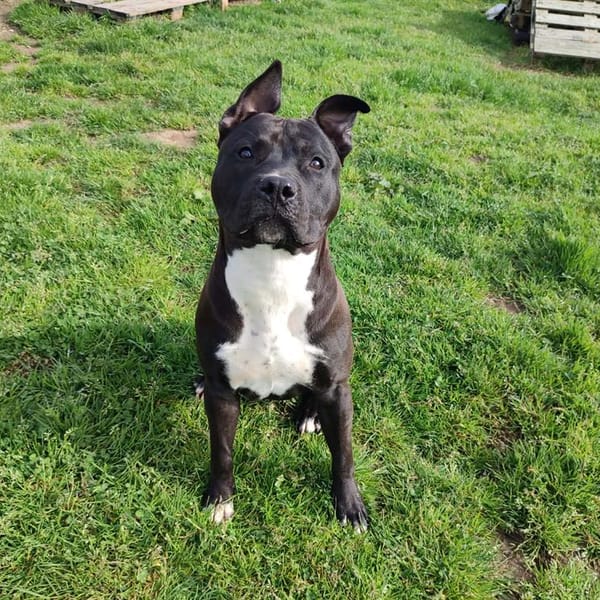 KATUN QCN — Croisé / Autre