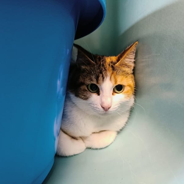 BUCOLIQUE QCT — Européen