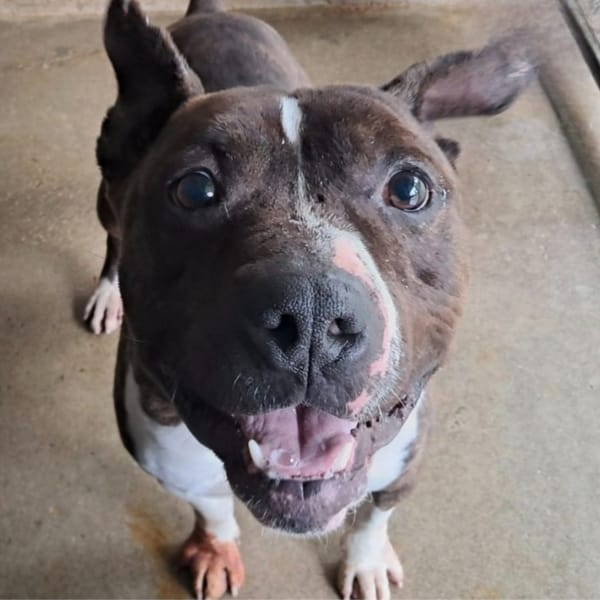 Oni — Croisé / Autre