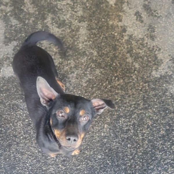 Kusco — Pinscher