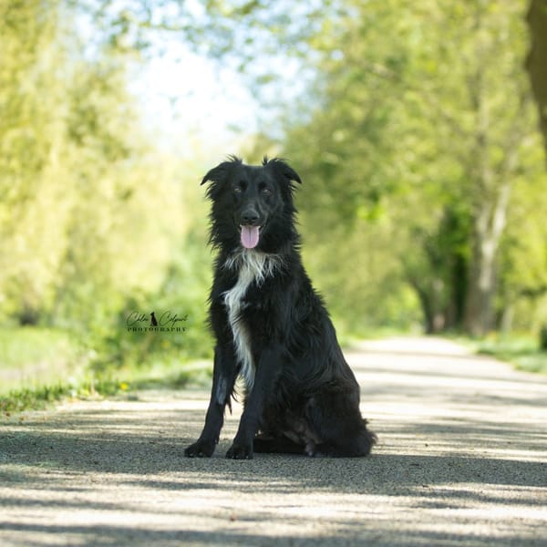 Vito — Croisé / Autre