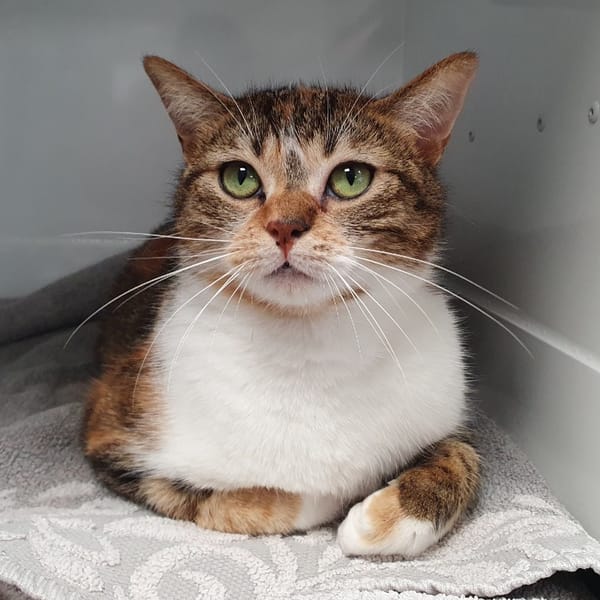 BRIGITTE CHA — Européen