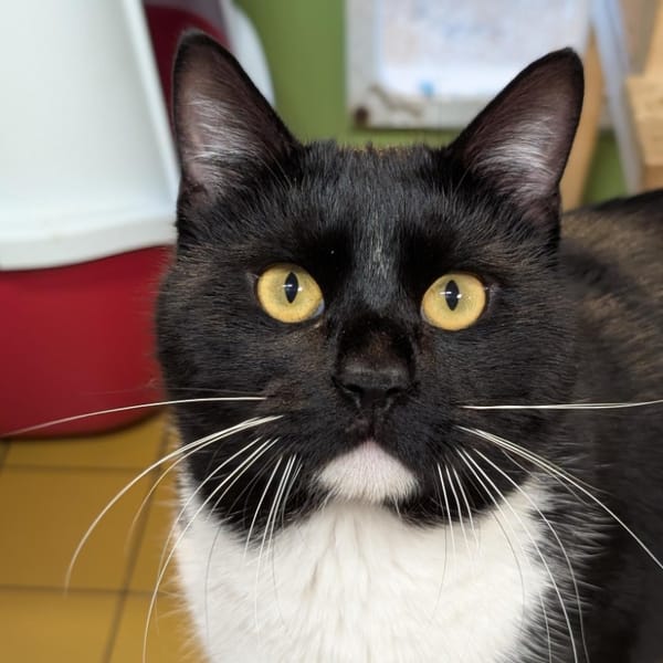 POPE A17346 — Européen