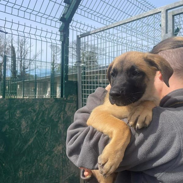 MARLEY QCN (a trouvé sa famille) — Malinois