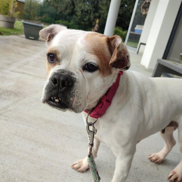 OMNESIA QCN — Croisé / Autre