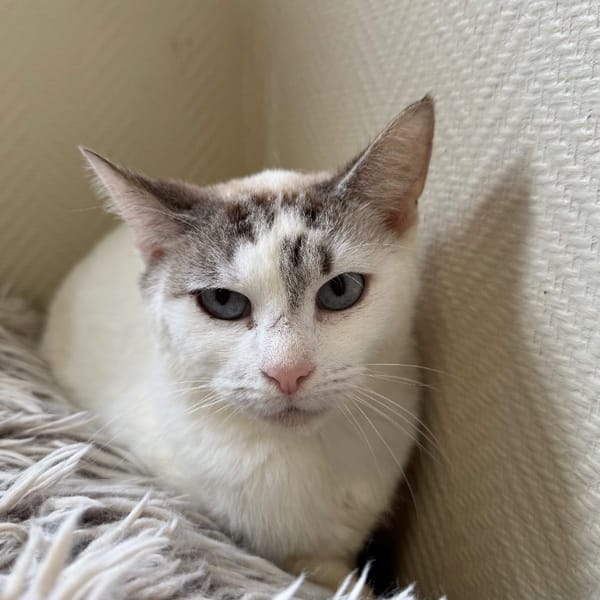 OLLIE A17390 — Européen