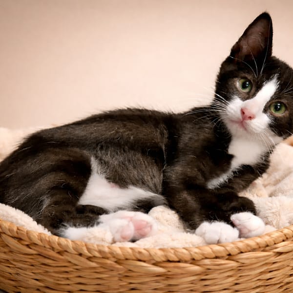 PHOENIX — Européen