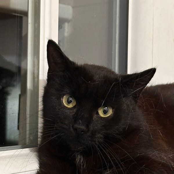 violine — Européen