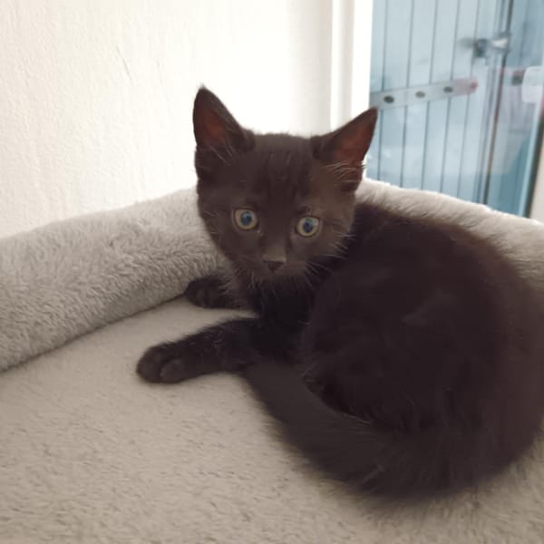 Altesse de Crépy — Européen