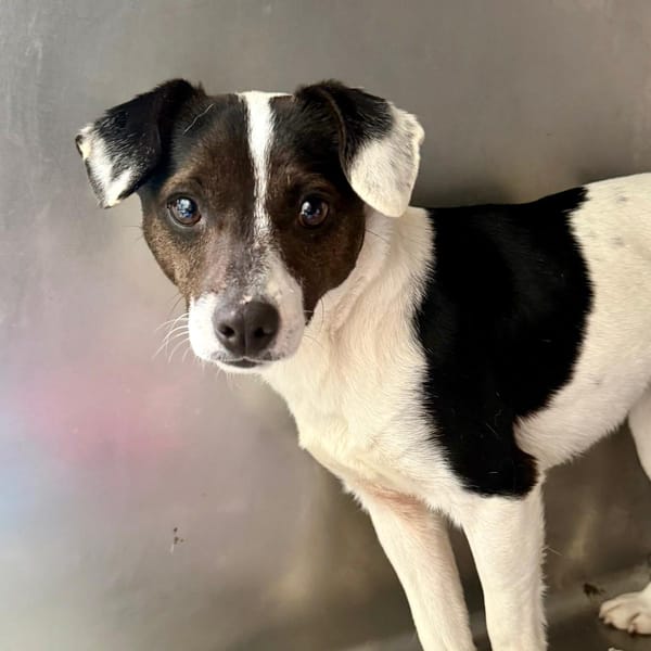 ZURI (Martina) — Croisé