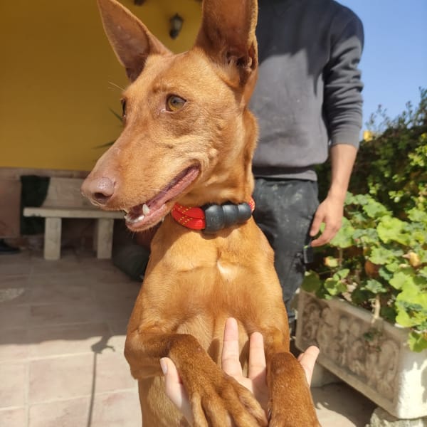 PIPA (Maria) — Podenco Andaluz