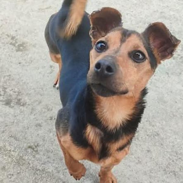 BUNKER (Maria) — Jack Russell Terrier