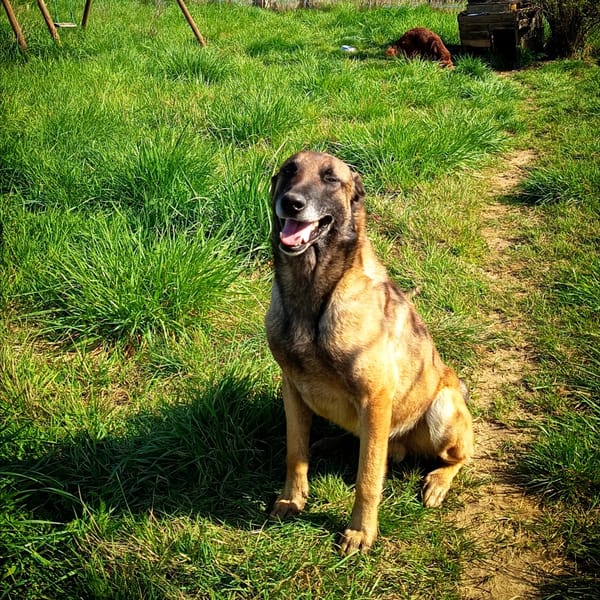 ARGOS — Malinois