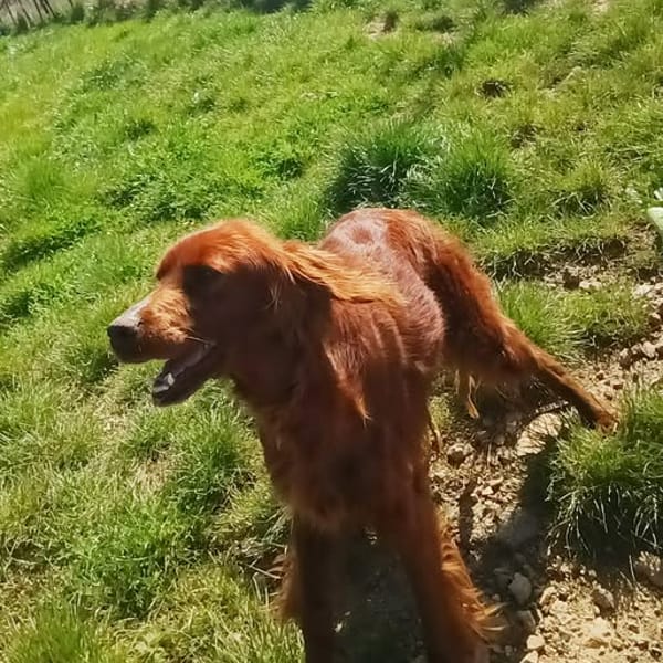 SABA — Setter Irlandais