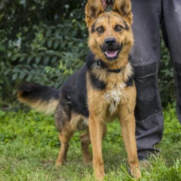 Franko lebte an der Kette — Mischling