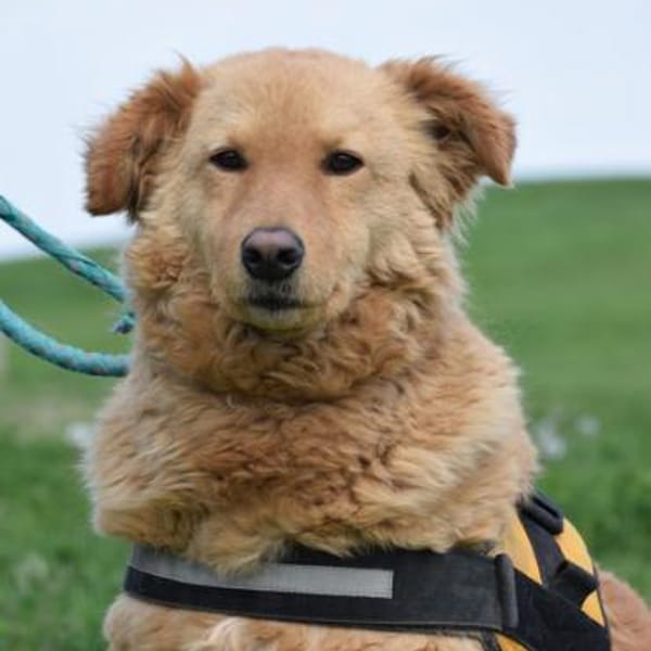 Lena, rauhe Schale- weicher Kern — Kuvasz