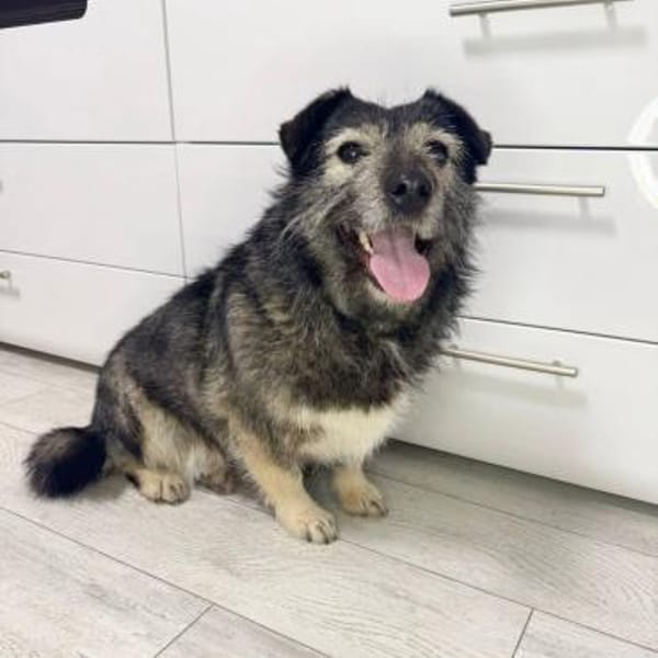 Lernen Sie Kira kennen! — Schnauzer