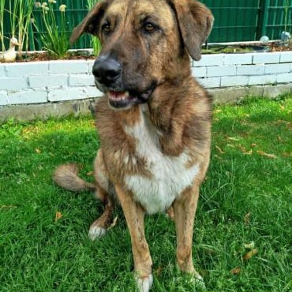 Maja sucht dringend ein neues Zuhause — Hütehund