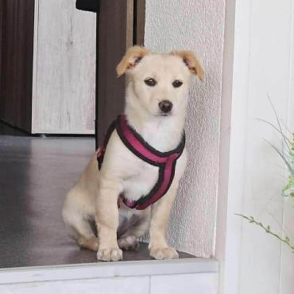 Supersüße Bella sucht ihr Zuhause — Shund