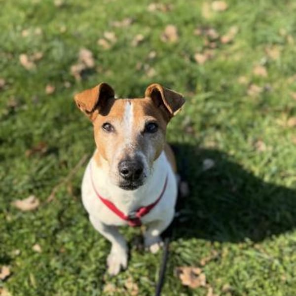 Chicco — Mischling