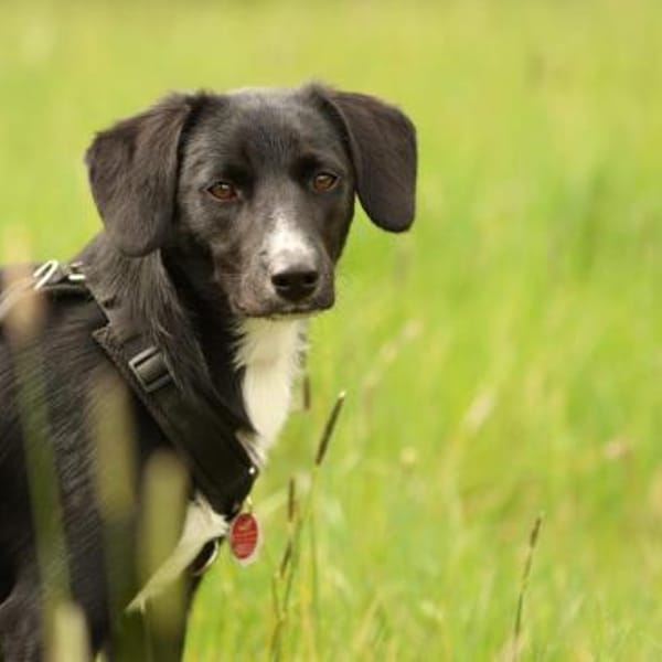 Tinella Kuschelmaus sucht ihr Famiie... — Mischling