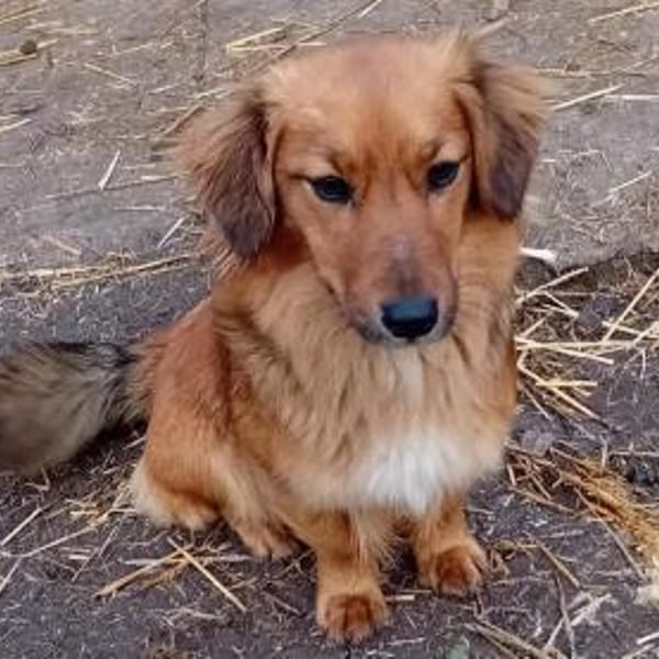 Liebenswerte Henna sucht euch — Retriever