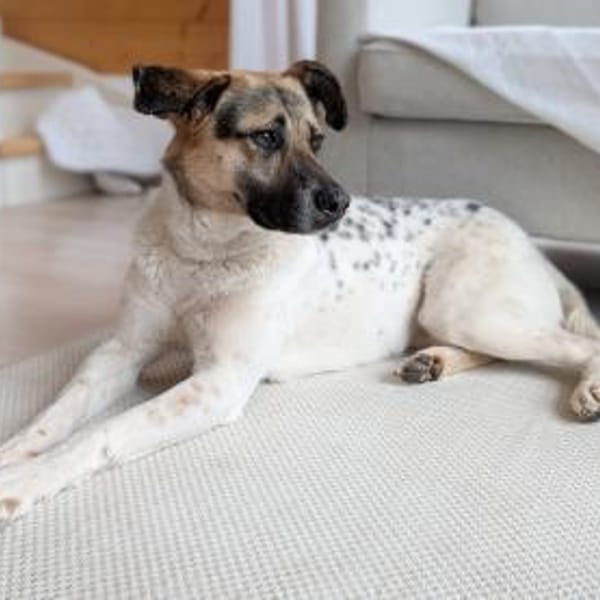 verspielte, liebe Stescha bei München! — Mischling