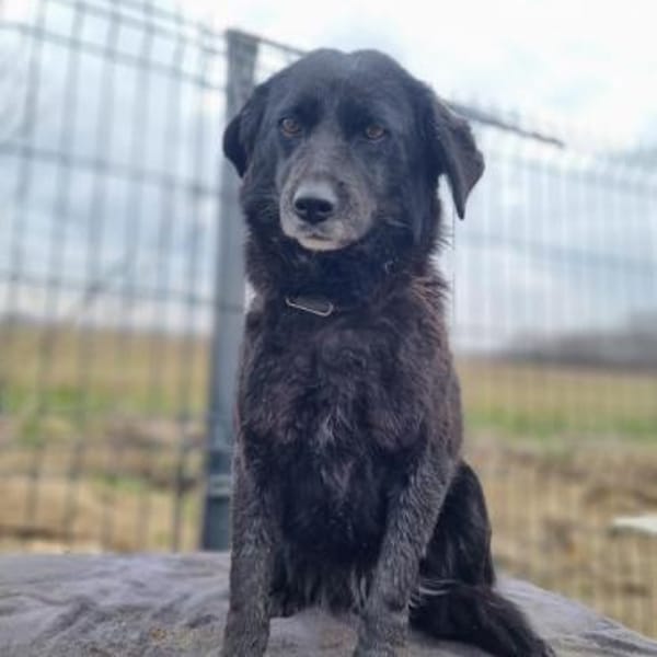 Maja - ruhige und sanfte Seele — Mischling