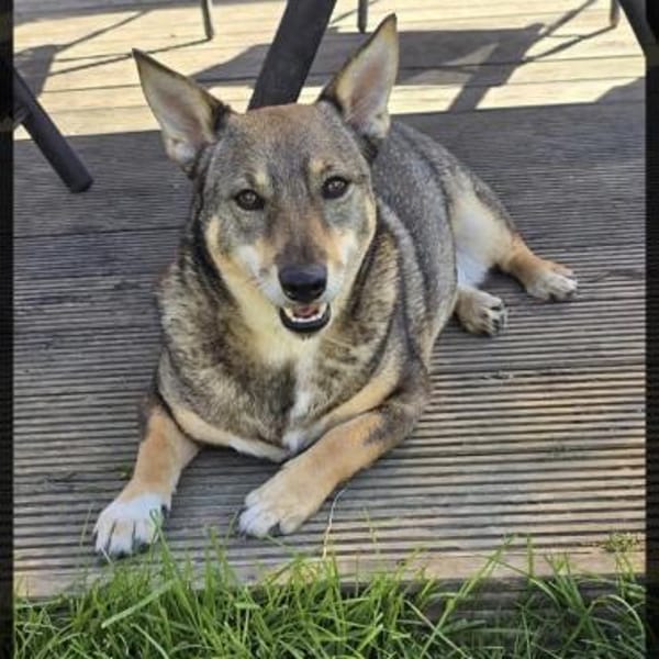 Lulu ❤sucht ihre Menschen — Mischling