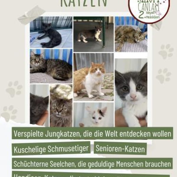 Viele arme Seelen suchen ein Zuhause — Mischling