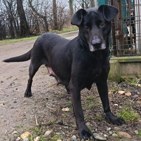 💔 Zum Tode verurteilt  weil sie Mama — Mischling