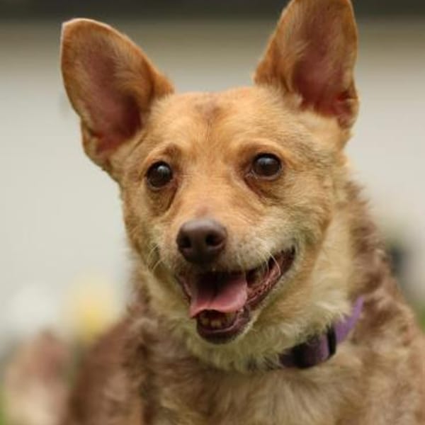 Roya sucht ihre liebe Familie.... — Mischling