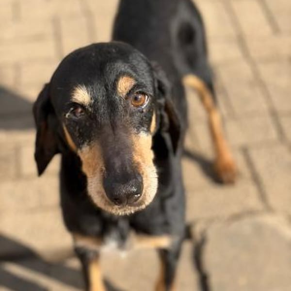 NELLY - sanfte, liebe Hündin sucht Heim — Jagdhund-