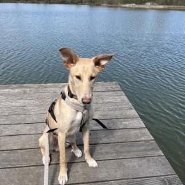 Hundebub BARNEY  sucht sein Zuhause — Podengo