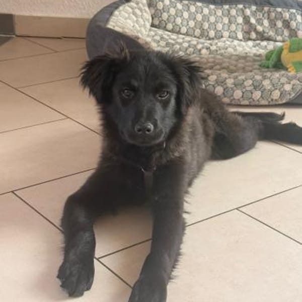 Zoe sucht ein liebevolles Zuhause — Mischling