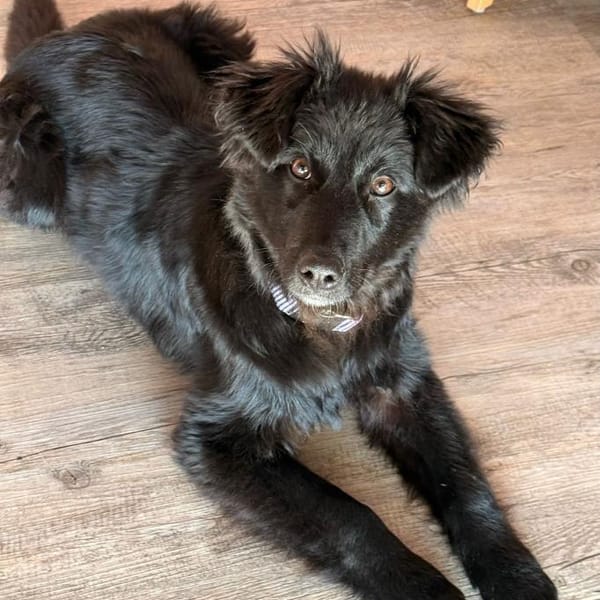 Robbie sucht  sein eigenes Körbchen — Hütehund