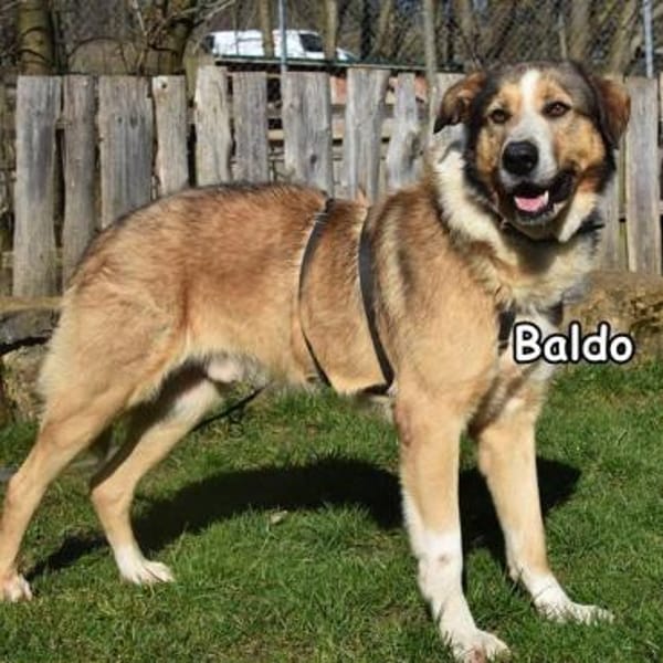 Baldo in der Tierherberge Donzdorf — Shund