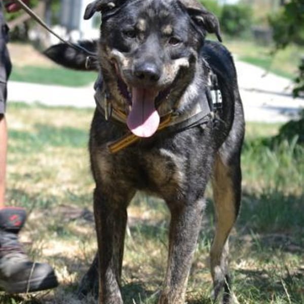 Preston lag erschöpft am Straßenrand — Kaukasen