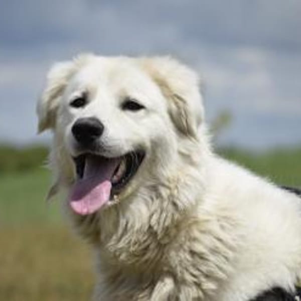 Kefir will alles richtig machen — Kuvasz