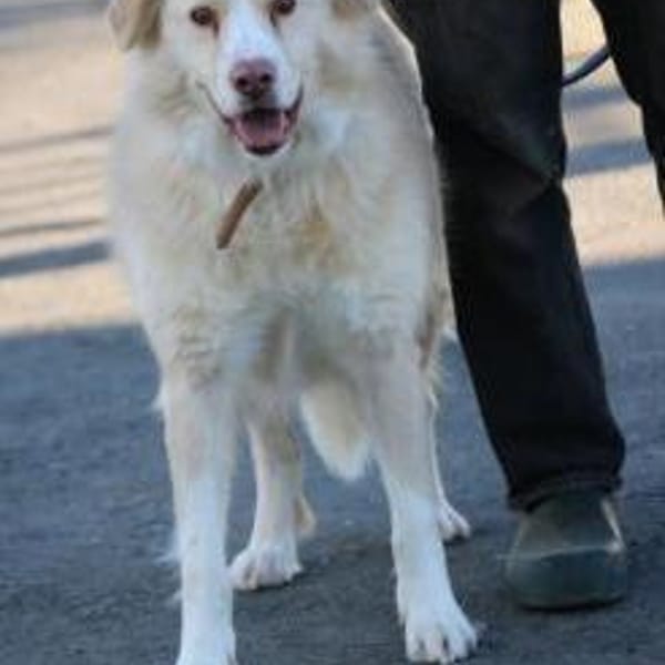 Gulia - zutraulich u. kinderlieb — Golden-retriever-collie
