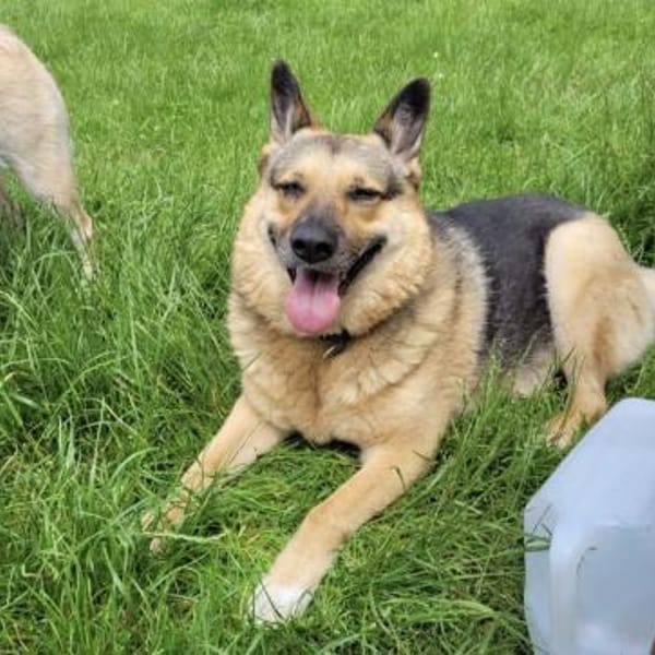 Lena sucht ihre Familie — Deutscher Schäferhund