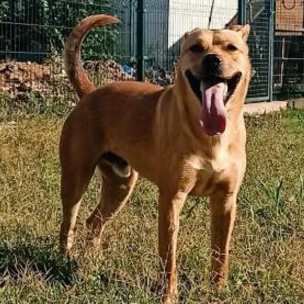 Barni ist ein lebensfreudiger Kerl — Schäferhund Vizsla Mix