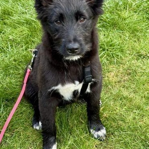 Timon, zutraulich, agil, neugierig — Mischling