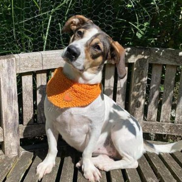 Fialka ❤❤ — Mischling