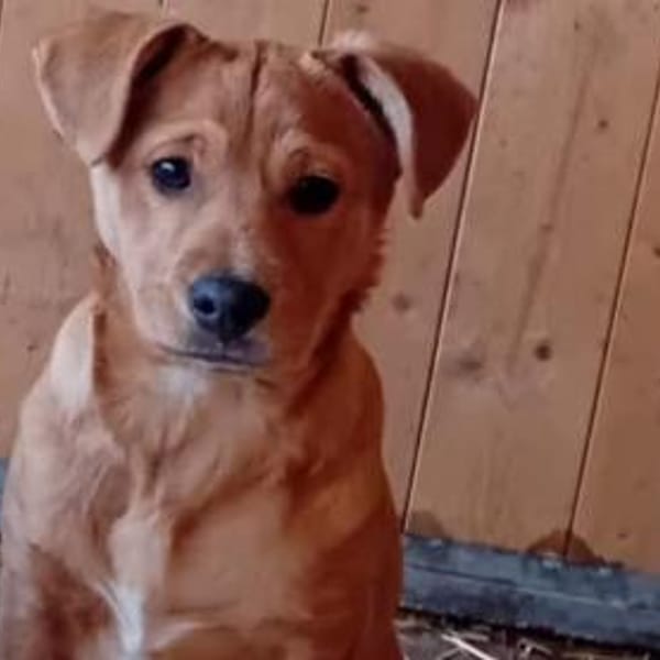 Frisko möchte Zuhause für immer — Mischling