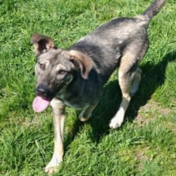 Charmante Ruby sucht Zuhause — Mischling