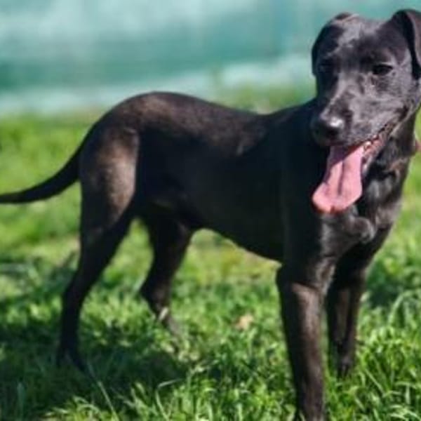 Mikki ist ein lieber Kerl — Mischling