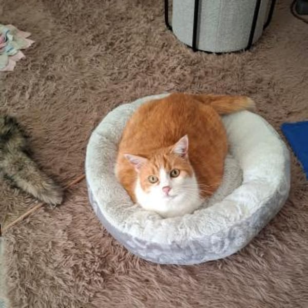 Whisky hat Ataxie — Europäische Hauskatze